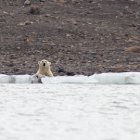 faune ours